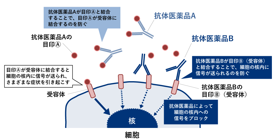 バイオ医薬品の働き(抗体医薬品の一例)