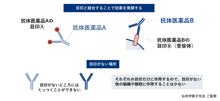 バイオ医薬品(抗体医薬品)による作用と安全性の図